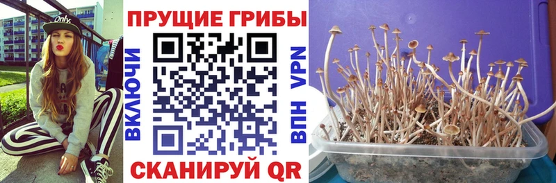 Псилоцибиновые грибы Psilocybe Семёнов